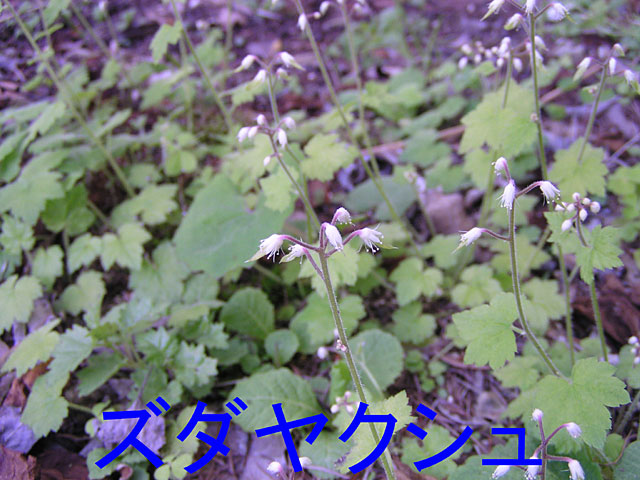5̉ԁAY_NV